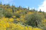 PICTURES/Wildflowers - Desert in Bloom/t_Hillside12.JPG